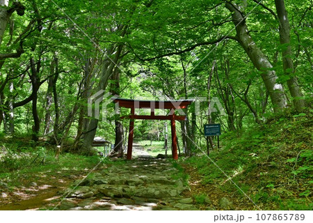 なまはげ伝説の赤神神社五社堂に続く参道の鳥居 107865789