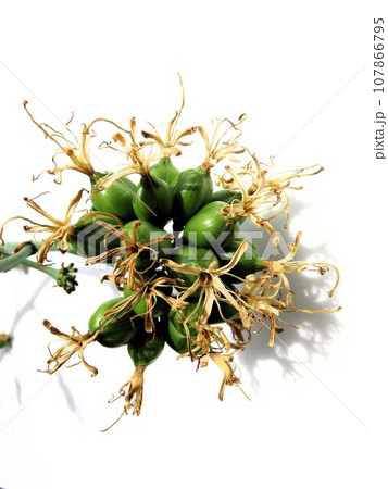 アガベ　シードポット 107866795