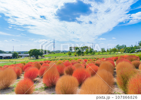 愛知牧場、紅葉するコキア〈愛知県日進市〉 107866826