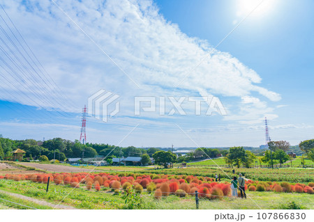 愛知牧場、紅葉するコキア〈愛知県日進市〉 愛知牧場、紅葉するコキア〈愛知県日進市〉 107866830
