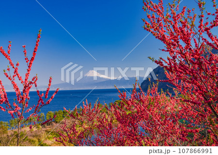 (静岡県)花桃咲く西伊豆井田・海越しの富士山 (静岡県)花桃咲く西伊豆井田・海越しの富士山 107866991