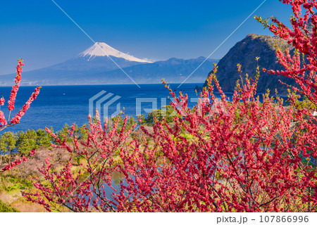 （静岡県）花桃咲く西伊豆井田・海越しの富士山 107866996