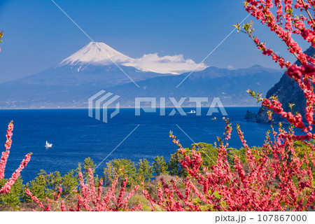 （静岡県）花桃咲く西伊豆井田・海越しの富士山 107867000