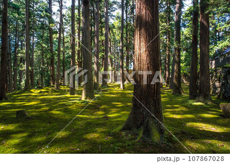 福井 平泉寺白山神社の美しい苔の庭園と夏の日差し 福井 平泉寺白山神社の美しい苔の庭園と夏の日差し 107867028
