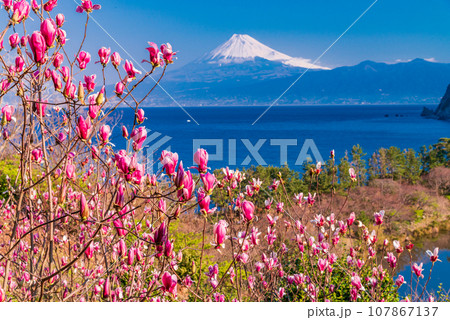 (静岡県)モクレンの花咲く西伊豆井田・海越しの富士山 (静岡県)モクレンの花咲く西伊豆井田・海越しの富士山 107867137