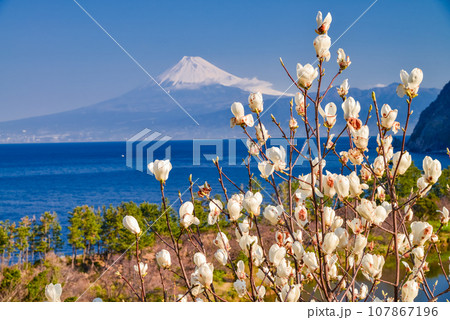 （静岡県）白モクレンの花咲く西伊豆井田・海越しの富士山 107867196