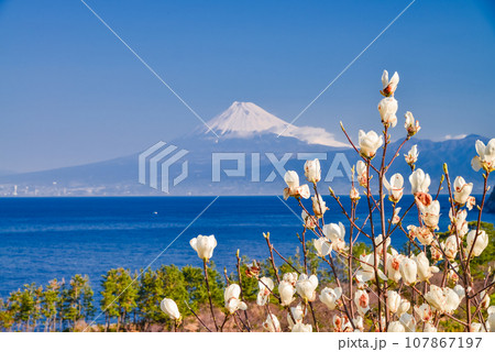 (静岡県)白モクレンの花咲く西伊豆井田・海越しの富士山 (静岡県)白モクレンの花咲く西伊豆井田・海越しの富士山 107867197