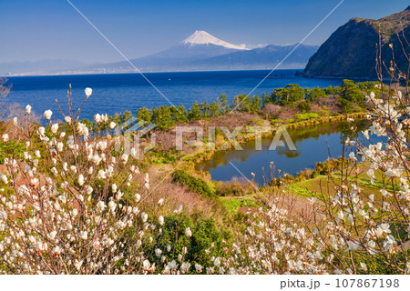 （静岡県）白モクレンの花咲く西伊豆井田・海越しの富士山 107867198