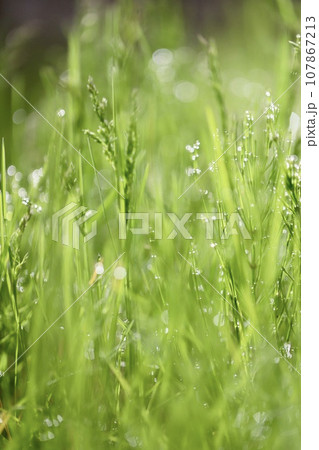 雨上がりの雫をまとったキラキラな草 107867213