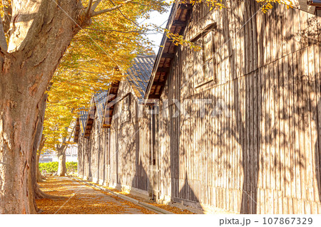 風情ある米穀倉庫　路地裏のケヤキ並木『紅葉の山居倉庫』(日本遺産)　酒田市 107867329