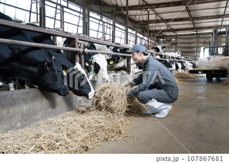 牛舎で牛に牧草をやる作業員 107867681
