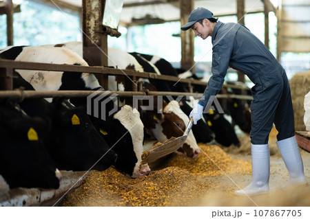 牛に飼料を与える酪農家 107867705
