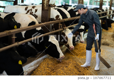 牛に飼料を与える酪農家 107867711