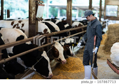 牛に飼料を与える酪農家 牛に飼料を与える酪農家 107867713