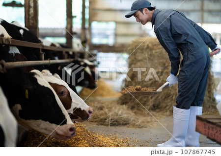 牛に飼料を与える酪農家 牛に飼料を与える酪農家 107867745