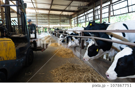 牛に飼料を与える酪農家 107867751