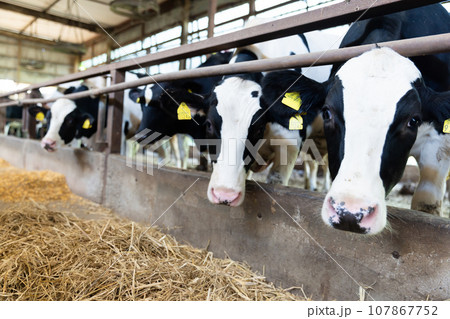 牛舎にて藁を食べる牛 牛舎にて藁を食べる牛 107867752