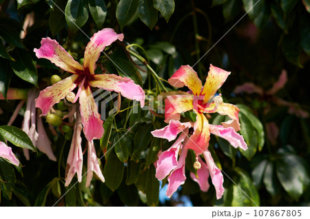Colorful Bottle Tree Flower close up Colorful Bottle Tree Flower close up 107867805