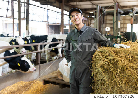 牛に飼料を与える酪農家 牛に飼料を与える酪農家 107867826