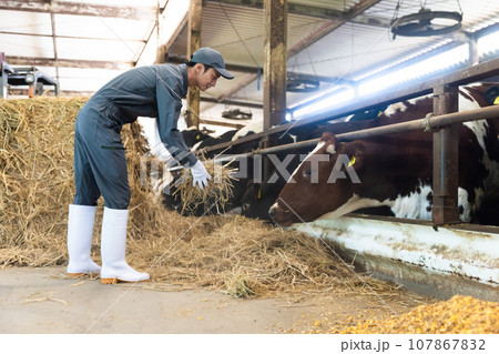 牛に飼料を与える酪農家 牛に飼料を与える酪農家 107867832