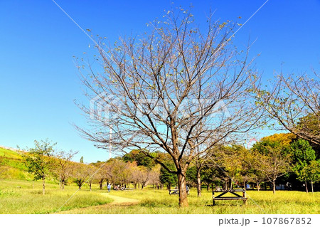 狭山公園(東京都東村山市)【2023.10】 107867852