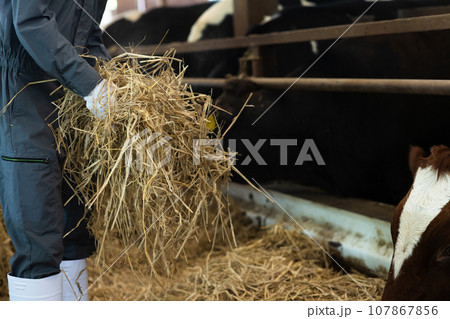 牛に飼料を与える酪農家 牛に飼料を与える酪農家 107867856