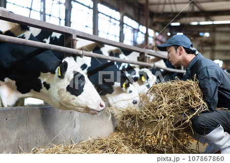牛に飼料を与える酪農家 牛に飼料を与える酪農家 107867860
