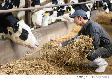 牛に飼料を与える酪農家 107867861