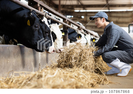 牛に飼料を与える酪農家 牛に飼料を与える酪農家 107867868