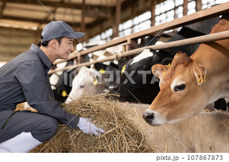 牛に飼料を与える酪農家 107867873