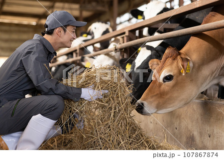 牛に飼料を与える酪農家 牛に飼料を与える酪農家 107867874
