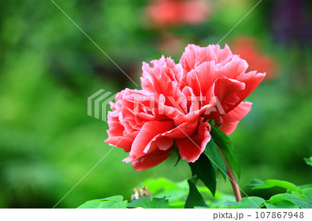 花 フラワー お花 107867948