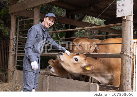 牛を飼育する酪農家 牛を飼育する酪農家 107868050