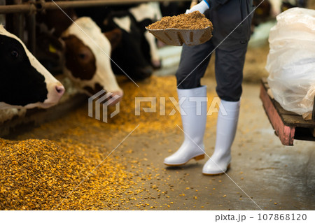 牛に飼料を与える酪農家 牛に飼料を与える酪農家 107868120