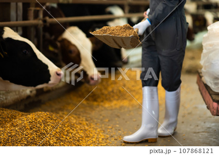 牛に飼料を与える酪農家 牛に飼料を与える酪農家 107868121