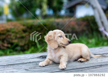 仔犬　カニンヘンダックスフンド 107868292