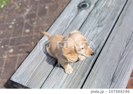 仔犬　カニンヘンダックスフンド 107868296