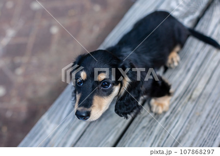 仔犬　カニンヘンダックスフンド 107868297