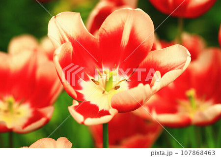 チューリップ チューリップ 花 107868463
