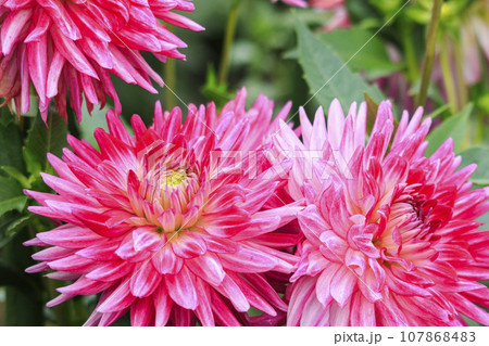 馬見丘陵公園 満開のコスモスとダリアと秋の花々 馬見丘陵公園 満開のコスモスとダリアと秋の花々 107868483