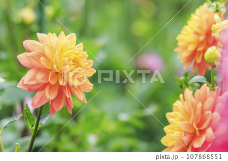 馬見丘陵公園　　満開のコスモスとダリアと秋の花々 107868551