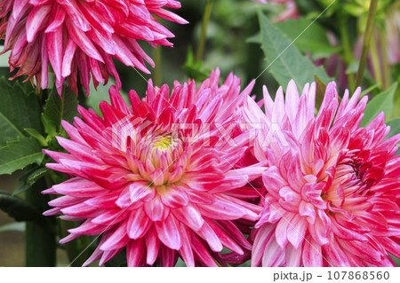 馬見丘陵公園　　満開のコスモスとダリアと秋の花々 107868560