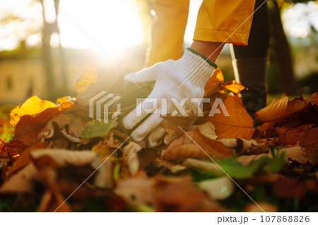 Woman cleans autumn park from yellow leaves. Volunteering, cleaning concept. Seasonal gardening. 107868826