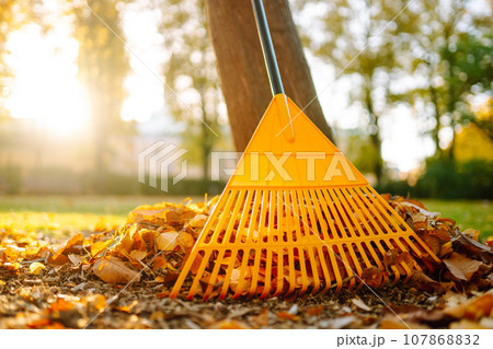 Pile of fall leaves with fan rake on lawn Pile of fall leaves with fan rake on lawn 107868832