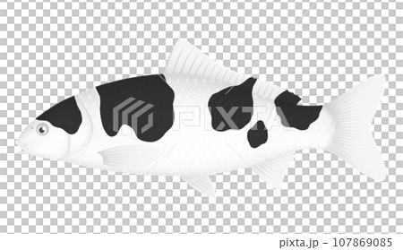 彩色鯉魚 107869085