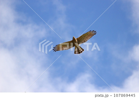 渡り鳥 漂鳥 旅鳥 107869445