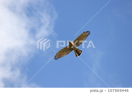 渡り鳥 漂鳥 旅鳥 107869446