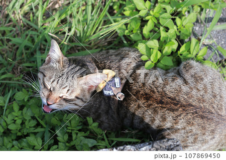 猫 ねこ ネコ 107869450