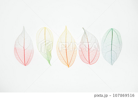 Top view row of multicolor, transparent leaves skeleton with a beautiful texture. Pastel color leaves background texture. Fall, autumn season. Life cycle concept. Selective focus. copy space. 107869516