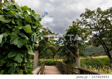 秋のタデ原湿原(大分県玖珠郡九重町) 秋のタデ原湿原(大分県玖珠郡九重町) 107869943